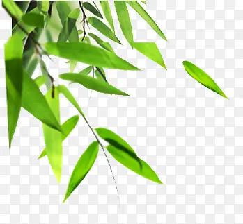 绿色的植物竹叶效果
