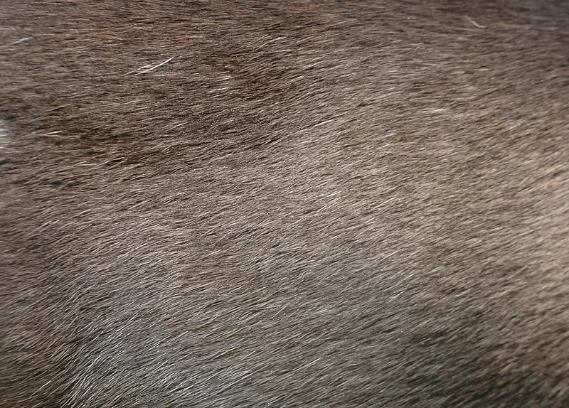 灰色动物毛皮摄影