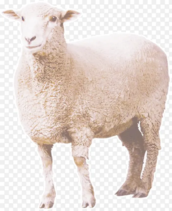 卷毛绵羊