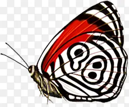 春季红白色纹理蝴蝶
