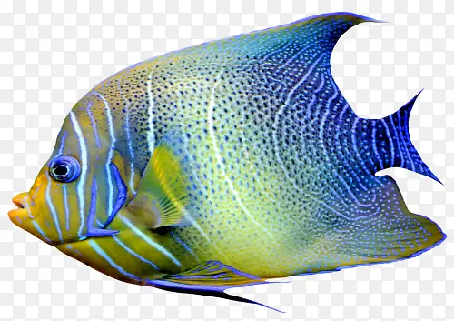 蓝色观赏鱼免抠素材