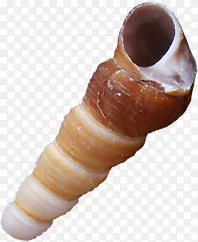 棕色长条海螺