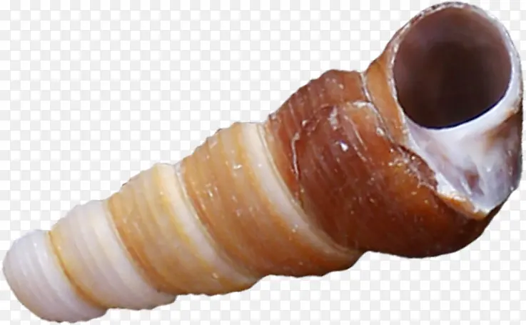 棕色长条螺旋海螺