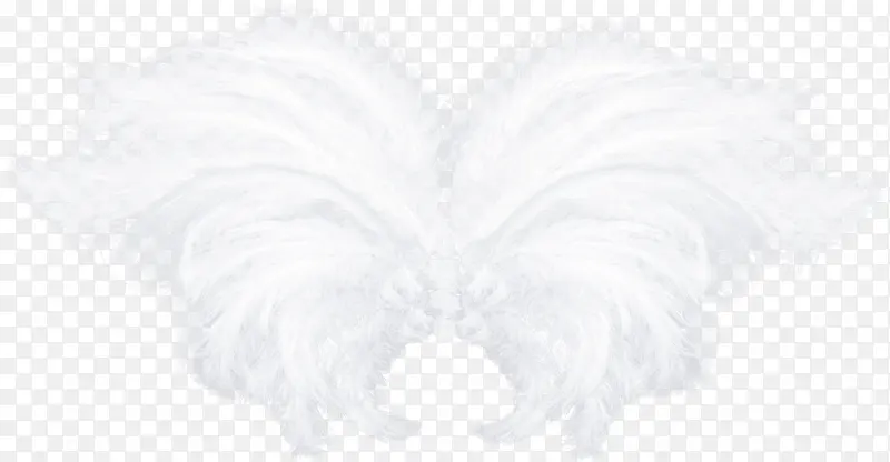 白色漂亮羽毛翅膀