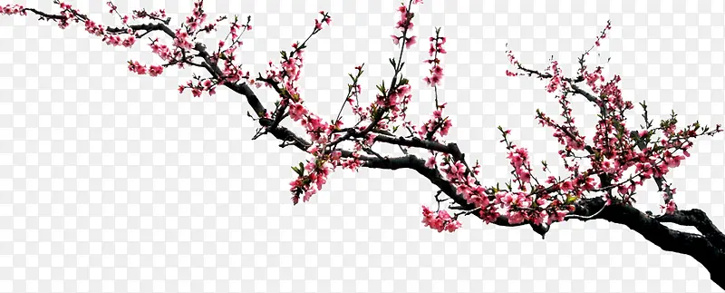 梅花花枝边角