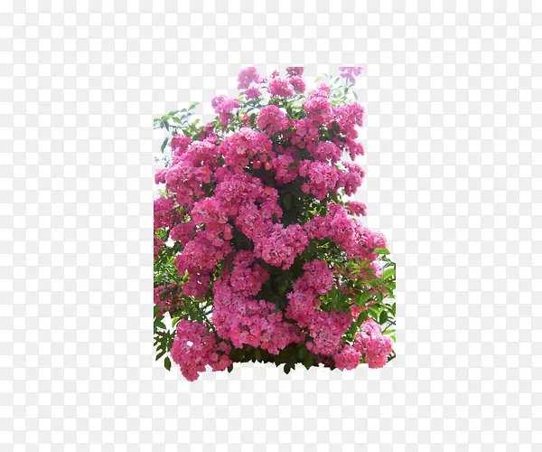 院墙蔷薇花