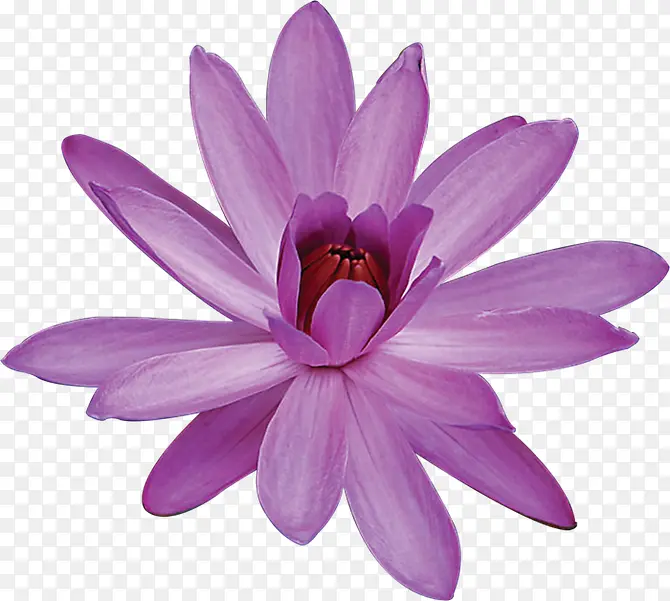 紫色花朵花蕊正面
