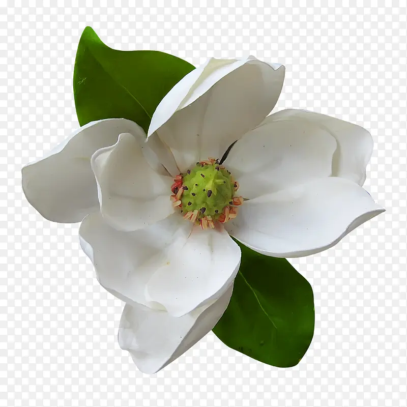 白色花朵正面高清摄影