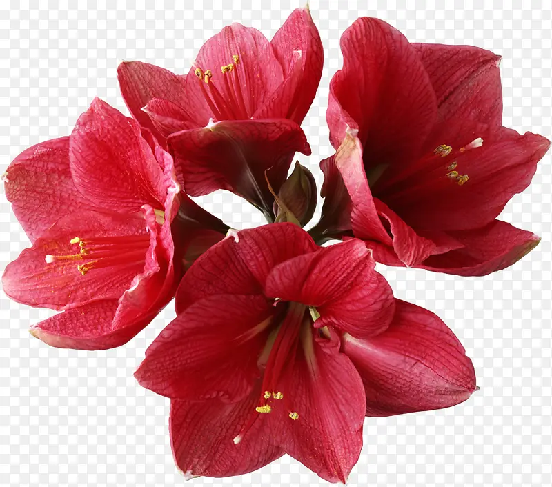 红色花朵 深红花瓣png素材