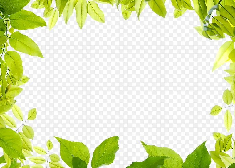 树叶画框