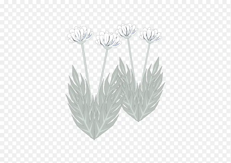 灰白叶子花