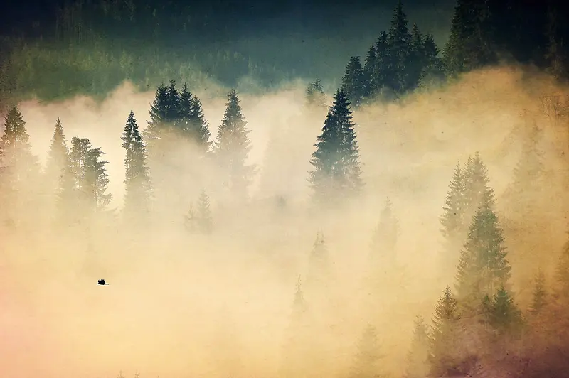 白雾笼罩的森林海报背景
