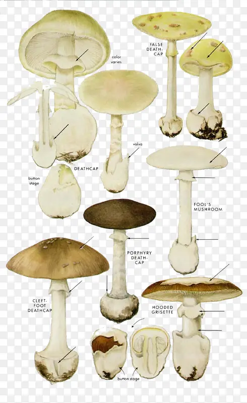 卡通白色蘑菇