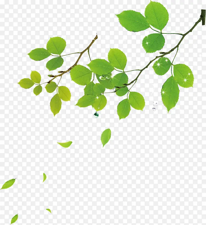绿色清新植物清爽自然树叶