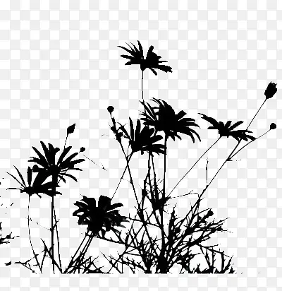 一黑白剪影小稚菊