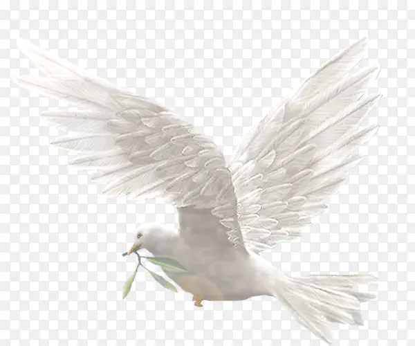 中国和平代表白鸽