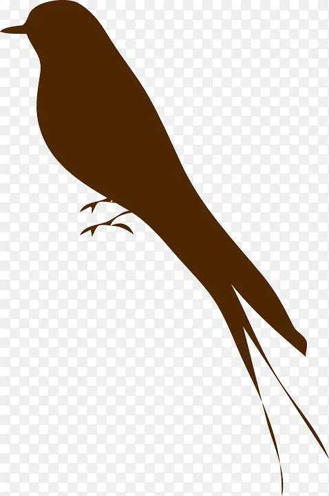 鸟 燕子 棕色