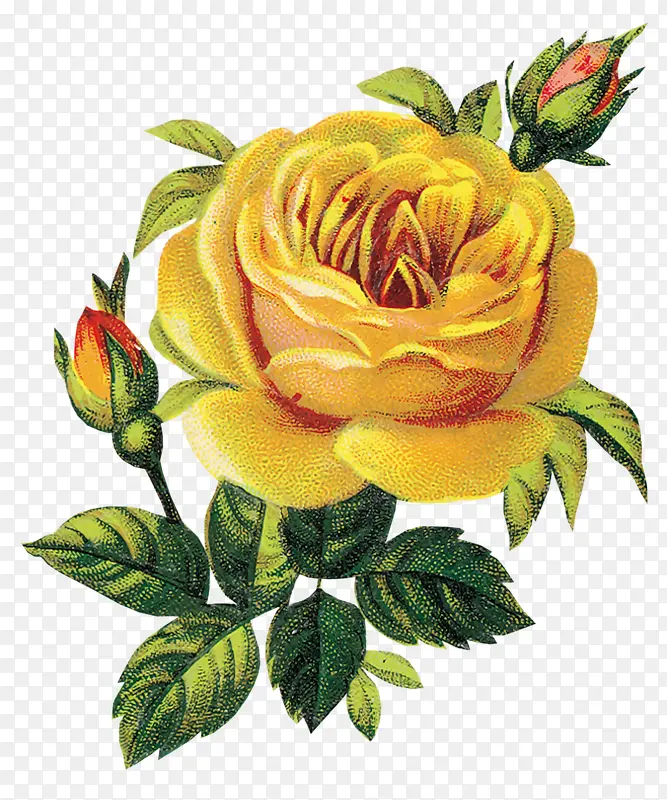 盛开黄色玫瑰