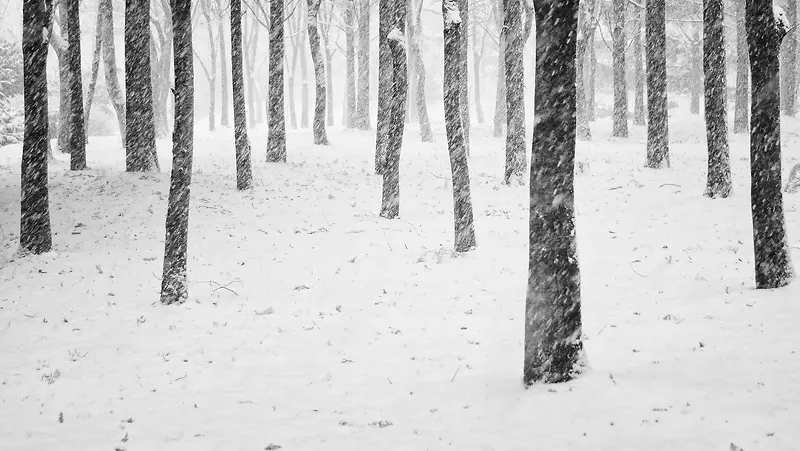 冬季的树林雪景海报背景