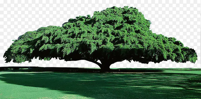 枝繁叶茂的绿色大树