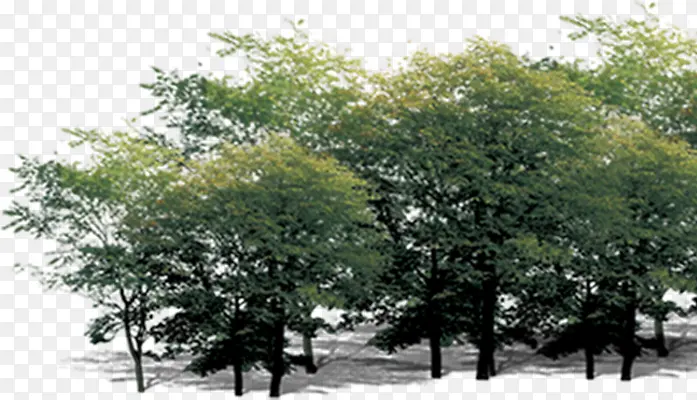 树木主题房地产图片