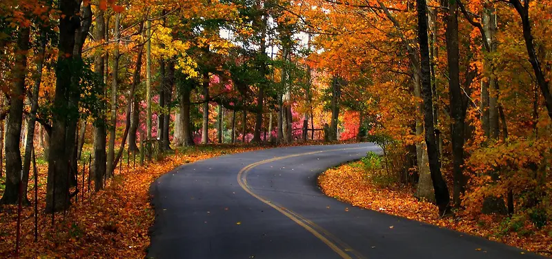 林间公路背景