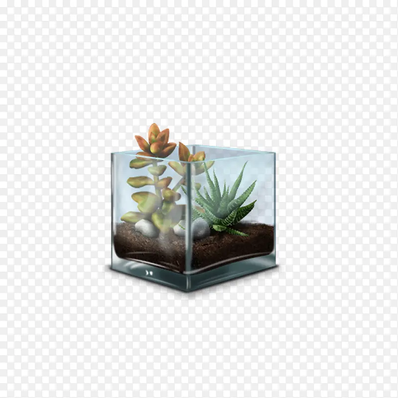 玻璃中的植物