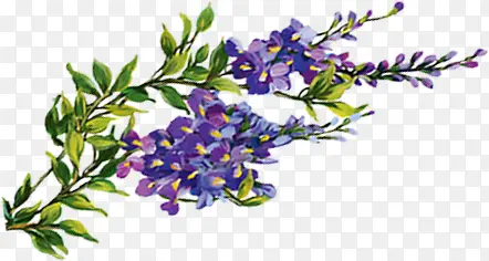 鲜丽娇媚的紫色花朵