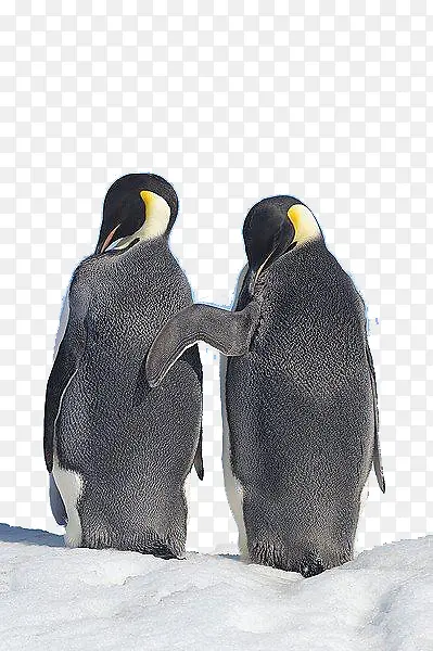 成年企鹅