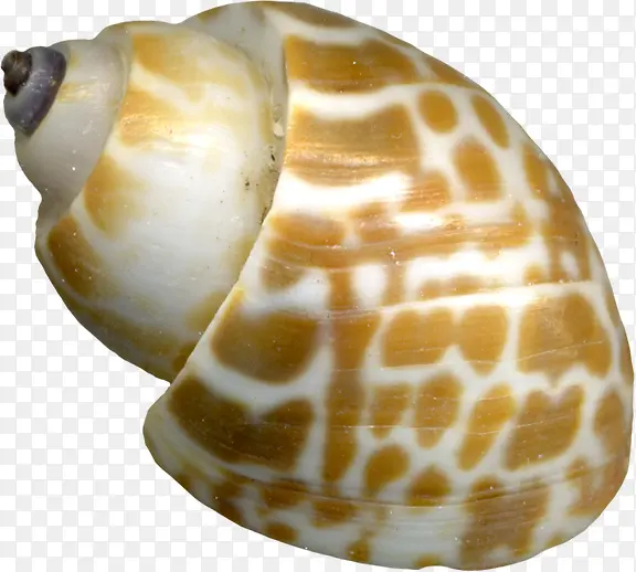 海螺棕色斑点海螺