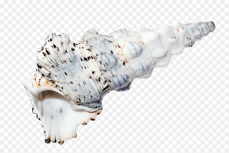 斑点纹海螺壳