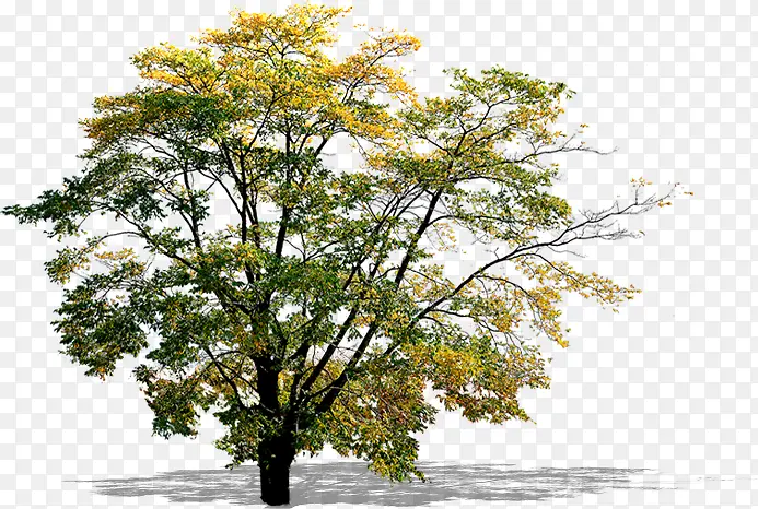 黄色树叶落地大树