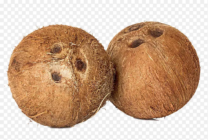 正宗的椰子