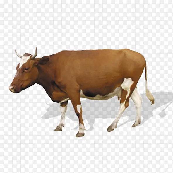 牛的图片