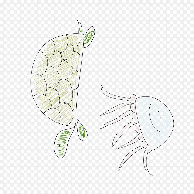 乌龟水母