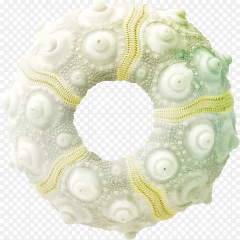 白色圆环的海螺