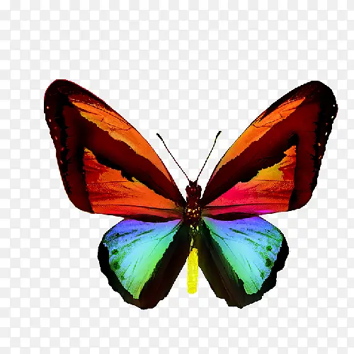 彩色翅膀的蝴蝶图案