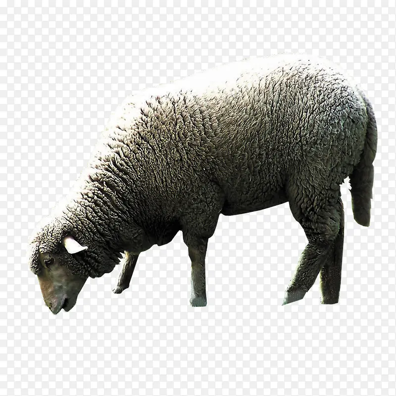 绵羊动物图片