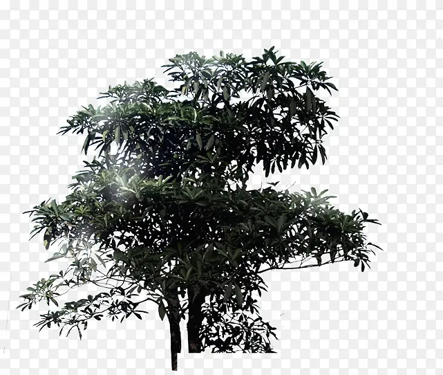 创意合成效果树木室外PNG图片素材下载_图片编号9858424-PNG素材网