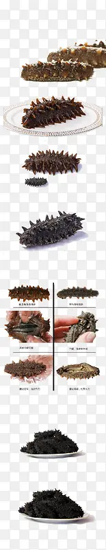 海参PNG图片素材下载_图片编号9859266-PNG素材网