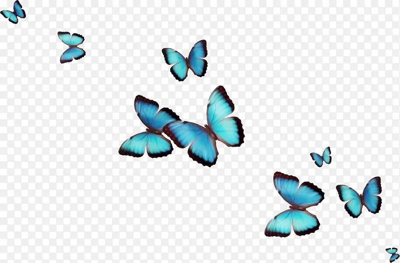 漂浮漂亮蓝色蝴蝶