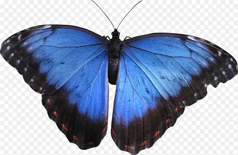 蓝色漂亮蝴蝶