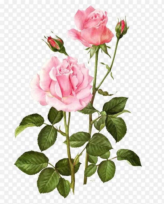 粉色玫瑰花枝植物