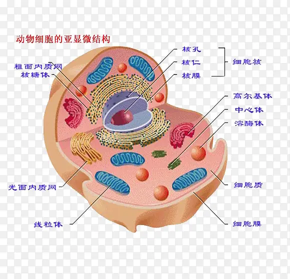动物细胞的亚显微结构