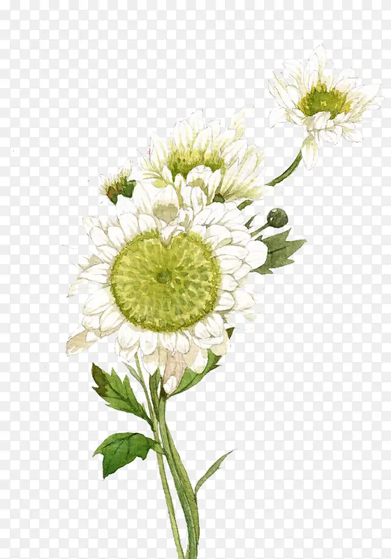 白绿色花朵