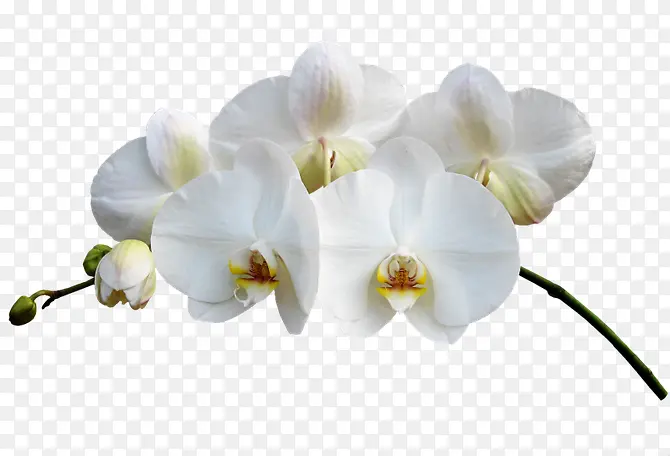 白色洁净小花图片