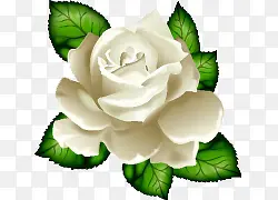 卡通手绘白色玫瑰花