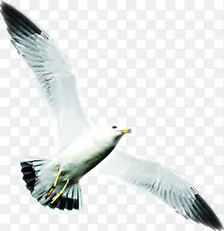 飞翔的白鸽图片招聘