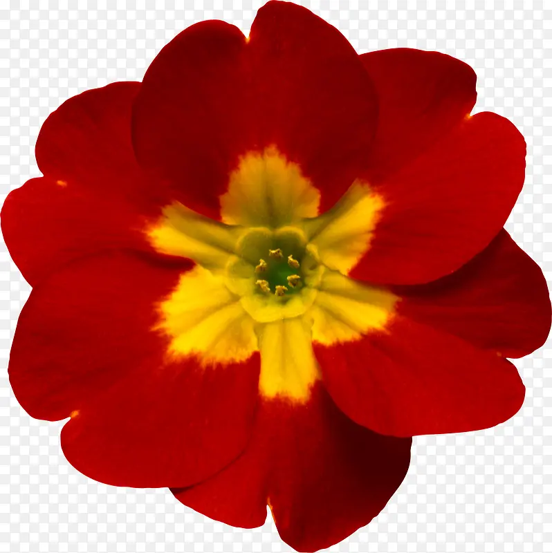 手绘花朵图片素材花卉 红色花卉