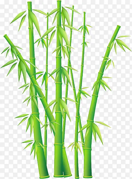 手绘竹子园林植物